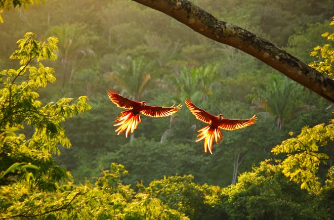 Duas araras voando de asas abertas sobre a floresta tropical