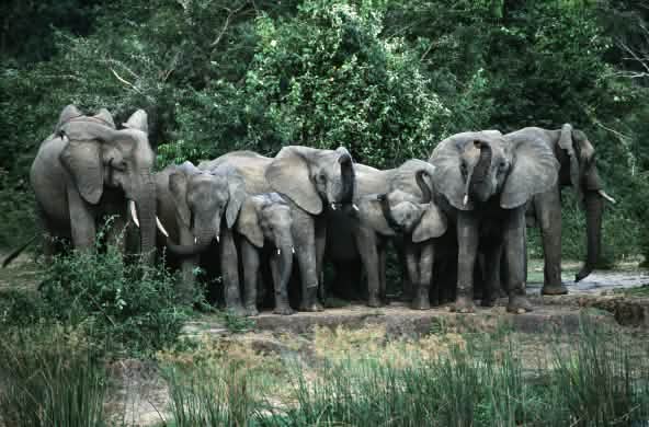 Manada de elefantes no Parque Nacional Murchison Falls, em Uganda