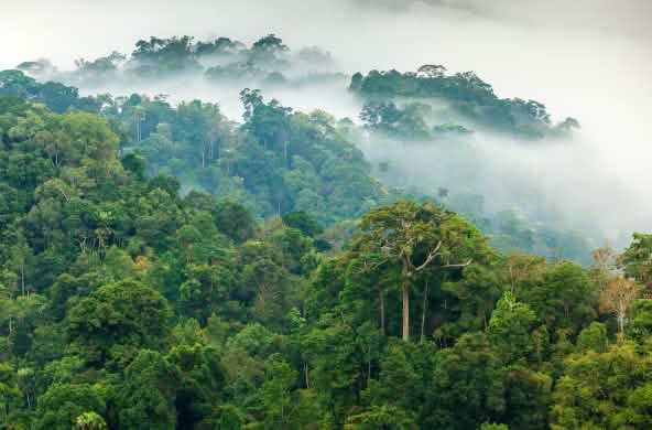 Floresta amazônica sob neblina