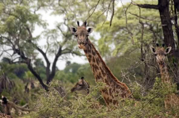 Girafas-Masai na Reserva de Selous
