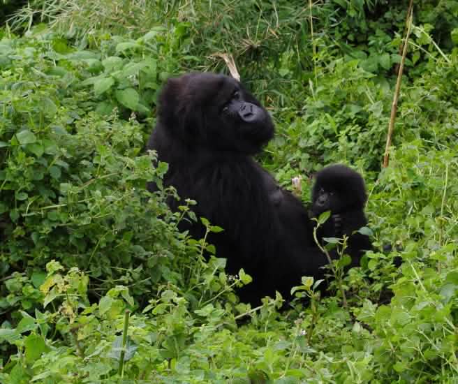 Mãe gorila com bebê no Parque Virunga
