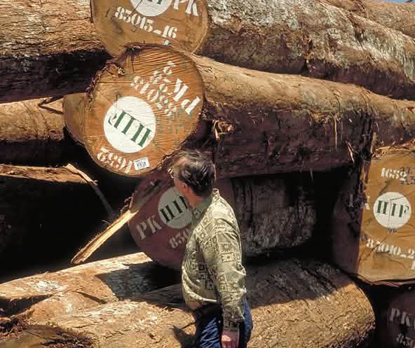 Reinhard Behrend, presidente da Salve a Selva, em frente de troncos de madeira tropical