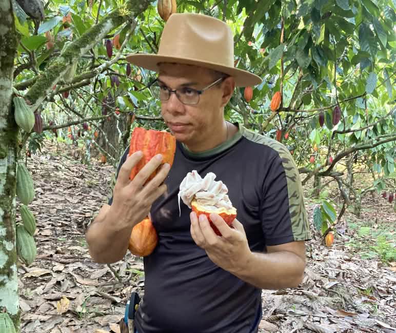 Os habitantes do Acampamento Terra Vista cultivam cacau à sombra de árvores plantadas na floresta tropical Um homem cheira um fruto de cacau cortado na floresta tropical