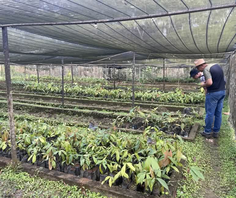 Cultivo de mudas de árvores e palmeiras para reflorestamento Viveiro com cacau e outras plantas no assentamento Terra Vista, Bahia, Brasil.