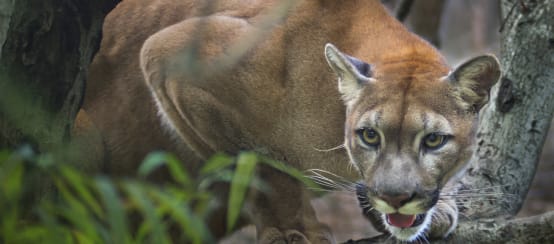 Puma fazendo tocaia em um galho e árvore