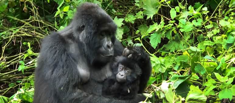 Família de gorilas no Parque Nacional Virunga Gorila com filhote em Virunga