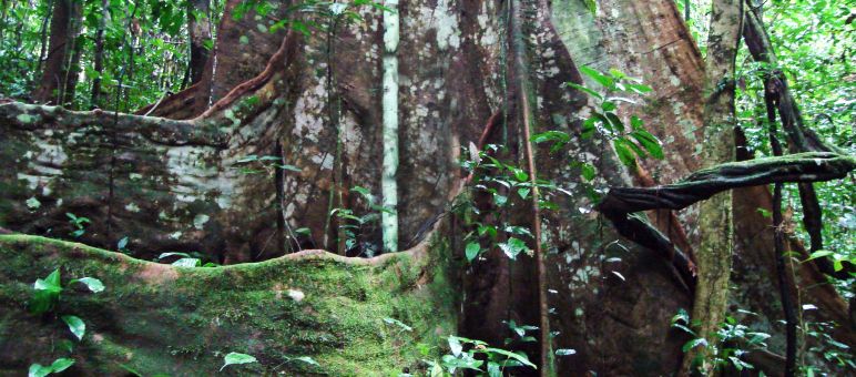 Árvores gigantes em perigo: a destruição da floresta é um negócio que movimenta milhões