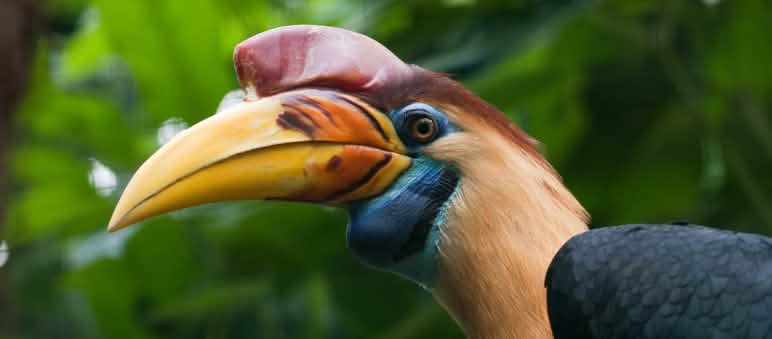 Calaus, cuscos, anoas e maleos devem sobreviver na ilha de Sulawesi Um calau colorido na floresta de Sulawesi