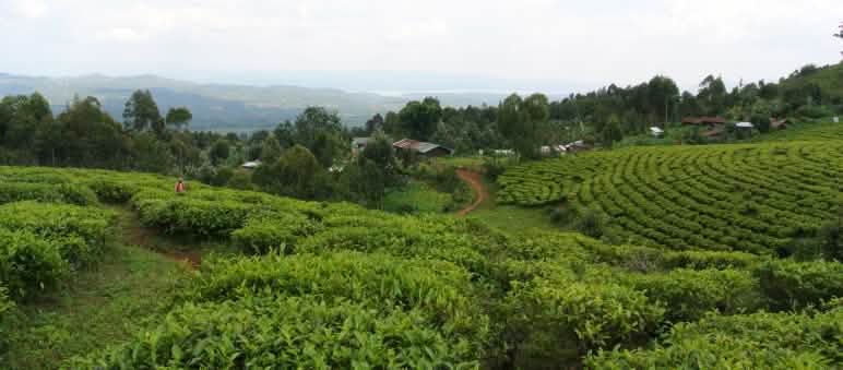 O povo indígena Batwa vive nas bordas do Parque Nacional. As plantações de chá não são deles. Aldeia Batwa-Dorf com plantação de chá no Parque Nacional Kahuzi-Biega