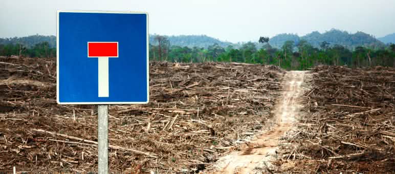 Biocombustíveis na UE: uma rua sem saída Fotomontagem: floresta destruída pela monocultura da palma de óleo