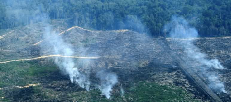 Mais de 100 incêndios foram postos na floresta de turfa de Tripa (© Courtesy of the Sumatran Orangutan Conservation Programme (SOCP))