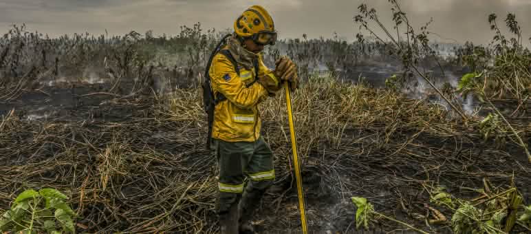 Corumbá (MS), 29/06/2024 - Com o auxílio de aeronaves, bombeiros do Prevfogo/Ibama combatem incêndios florestais no Pantanal Brigadista está em pé, apoiado em uma ferramenta para apagar fogo, em meio a uma área de mata toda destruída pelo fogo no Pantanal