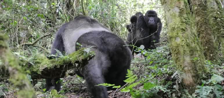 Gorilas com gêmeos são extremamente raros Gorila-de-grauer com bebês gêmeos no Parque Nacional Kahuzi-Biega