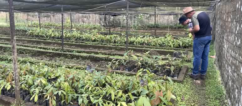 Cultivo de mudas de árvores e palmeiras para reflorestamento Viveiro com cacau e outras plantas no assentamento Terra Vista, Bahia, Brasil.