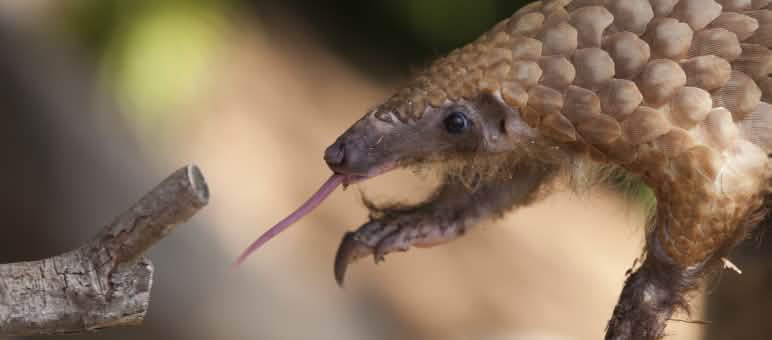 Os pangolins são os mamíferos mais traficados no mundo