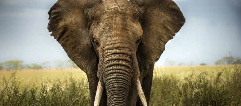 Adeptos da caça de troféu tem como alvos, em especial, animais imponentes. Elefante africano na savana