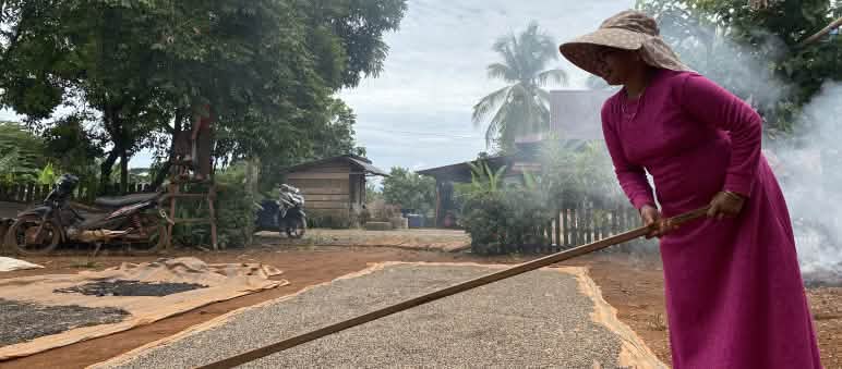 As sementes de pimenta são distribuídas em esteiras grandes para que sequem ao sol Sementes de pimenta distribuídas em esteiras grandes para secagem sob o sol