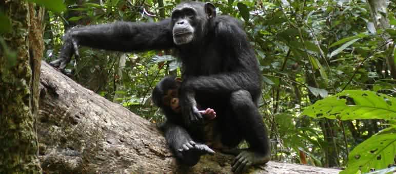 O habitát dos chimpanzés está desaparecendo - por isso, as áreas de proteção são muito importantes Chimpanzés no Parque Nacional Sapo