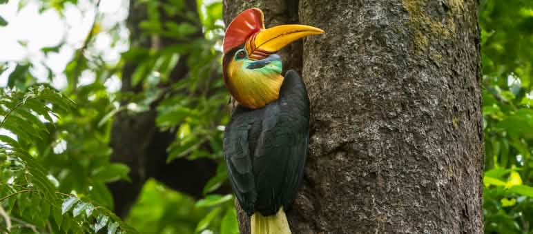 O calau nodoso vive em Sulawesi e em quatro ilhas vizinhas - ainda... Calau nodoso em Sulawesi