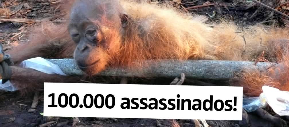 Cientistas: por causa do óleo de palma, 100.000 orangotangos foram assassinados nos últimos anos 100.000 assassinados!
