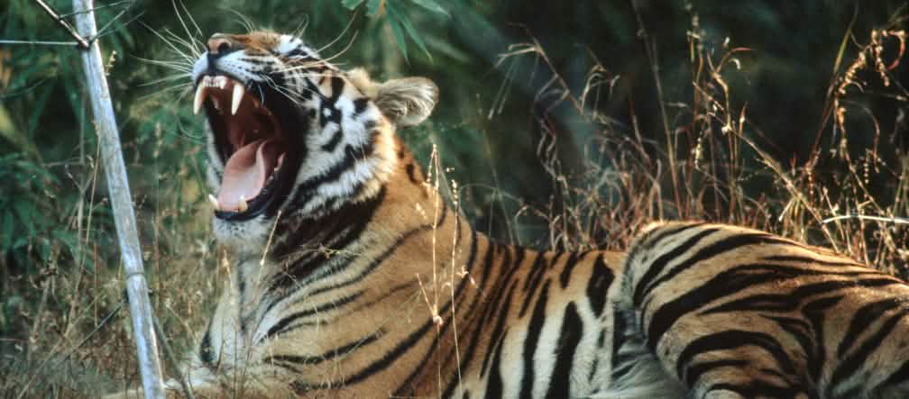 Tigres precisam de reservas enormes para encontrar suficientes presas. Foto: D. Mukherjee/Greenpeace