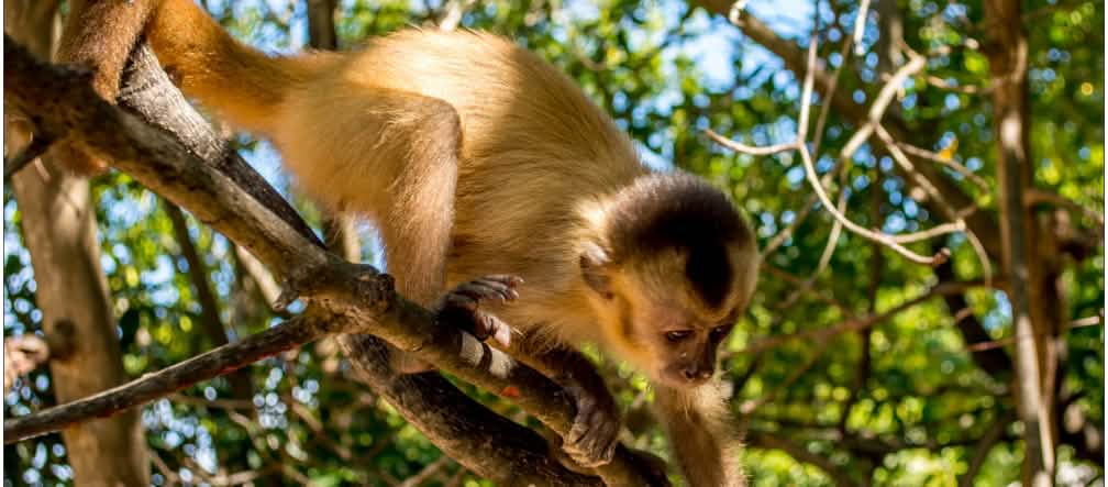 O criticamente ameaçado macaco caiarara tem na floresta dos Kaapor o último habitat que lhe sobrou Macaco-caiarara subindo em um galho
