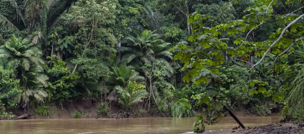 Defendemos o Yasuní! Curso de rio na floresta tropical do Parque Nacional do Yasuní