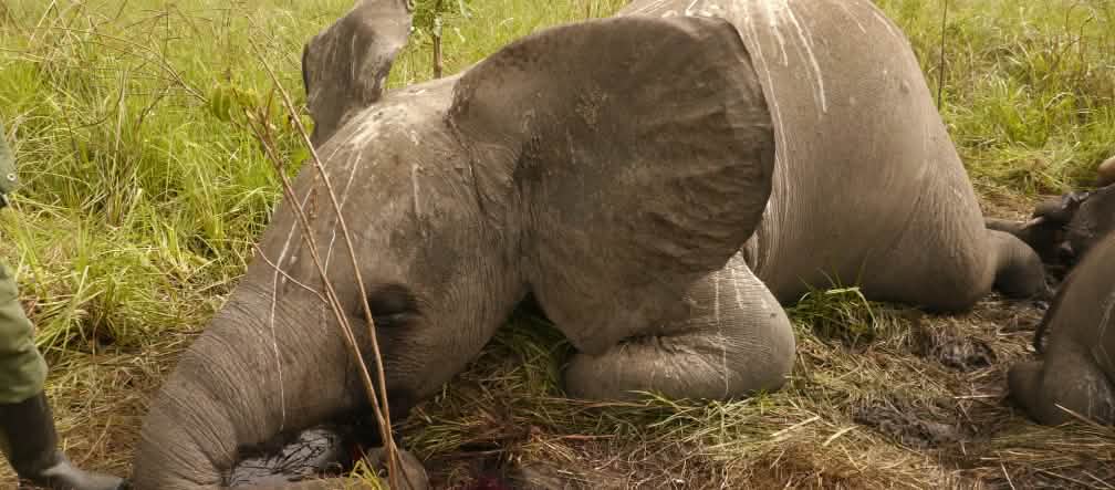 Elefantes na África: grupos criminosos caçam como nunca antes (foto: Nuria Ortega/African Parks Network) Elefante vítima de caça ilegal