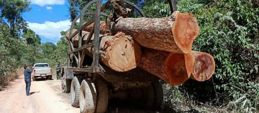Derrubada ilegal no Camboja Furto de madeira no Camboja