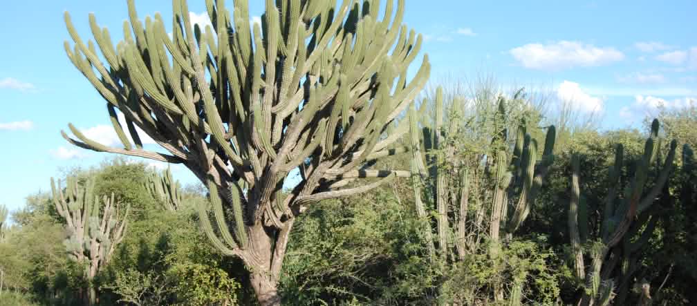 Estas plantas não foram feitas para decorar parapeito! Cacos gigantes do Chaco Vegetação típica do Chaco com numerosos cactos e outros arbustos adaptados à aridez. No centro: um cacto gigante com tronco espesso e numerosos galhos ramificados