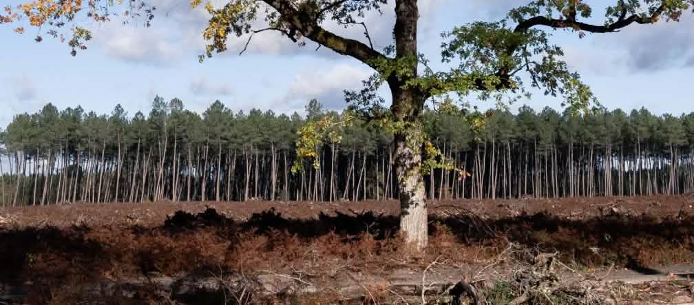 Insensatez de um projeto de compensação de carbono na região de Vienne, na França: Para que novas árvores pudessem ser plantadas, desmataram uma floresta de folhas caducas praticamente por inteiro: só deixaram único carvalho. Um único carvalho ficou em pé no meio da devastação total; ao fundo, uma monocultura de pinheiros.