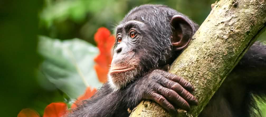 As florestas da Libéria são o habitat de chimpanzés. Chimpanzé na Libéria
