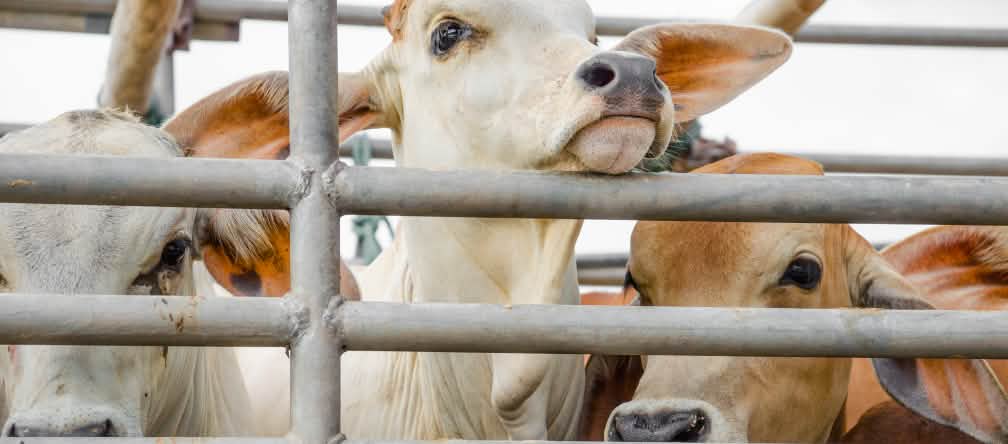 Os estados do MERCOSUL querem vender ainda mais carne para a UE! Bois em um caminhão
