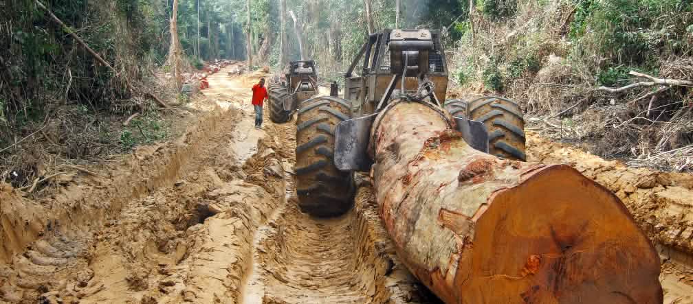 O comércio com madeira tropical destrói as florestas primárias Uma árvore gigante é transportada na floresta tropical