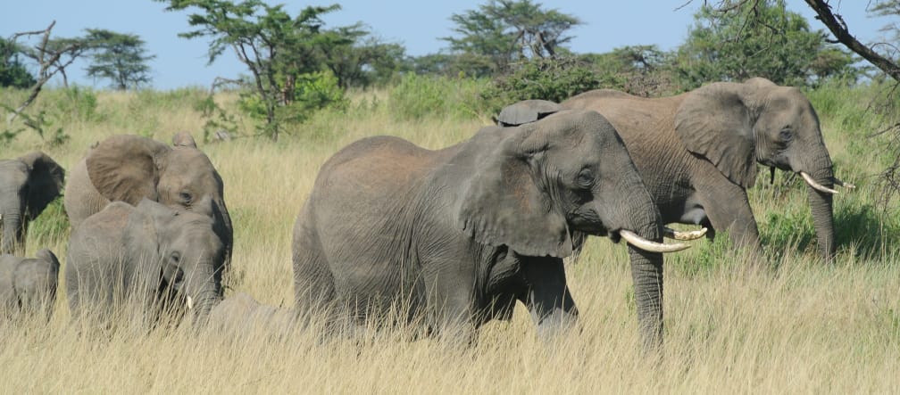 Não se pode permitir que a proteção à natureza seja comprada com violações de direitos humanos Manada de elefantes em Serengeti