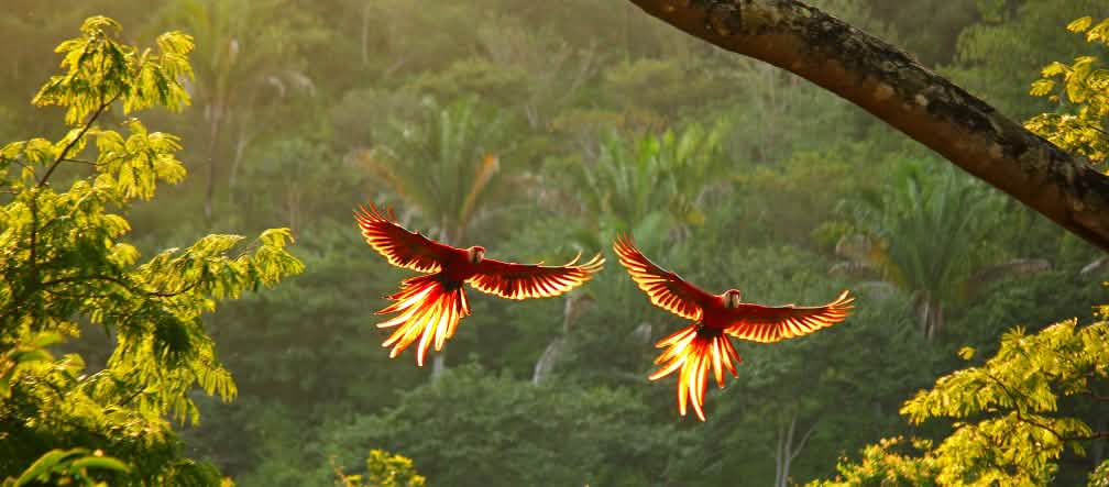 Duas araras voando de asas abertas sobre a floresta tropical Duas araras voando de asas abertas sobre a floresta tropical