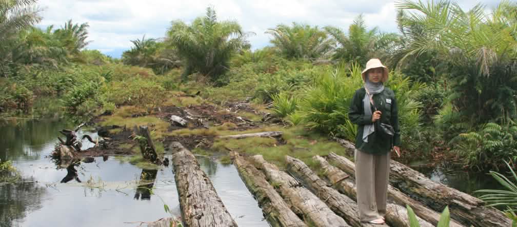 Defensora ambiental da “Coalizão Salve a Floresta de Aceh“ fazendo inspeção de monoculturas de óleo de palma Colaboradora da AWF em pé, sobre troncos de madeira em floresta pantanosa de turfa. À direita e à esquerda, palmas de óleo