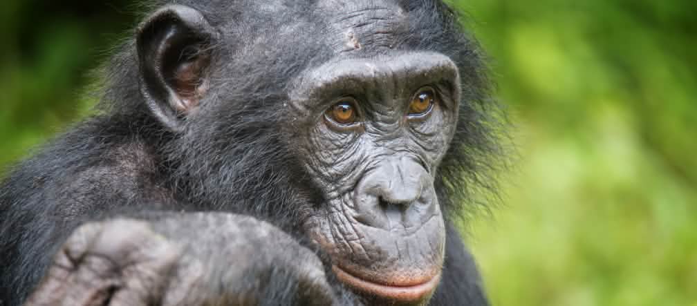 Bonobos tem uma aparência mais graciosa que chimpanzés Um bonobo