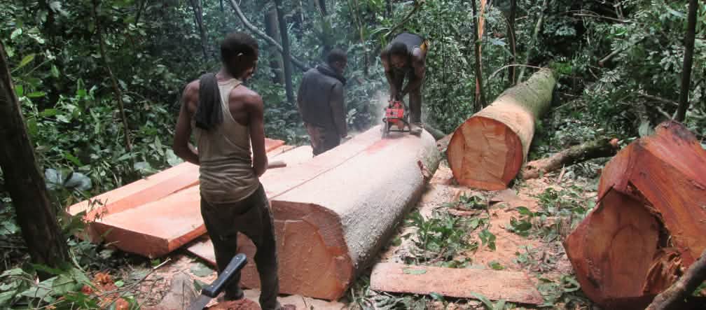 Três lenhadores serram uma árvore recém-derrubada. Local dos fatos é o estado de Cross River, na Nigéria. Três lenhadores serram uma árvore recém-derrubada