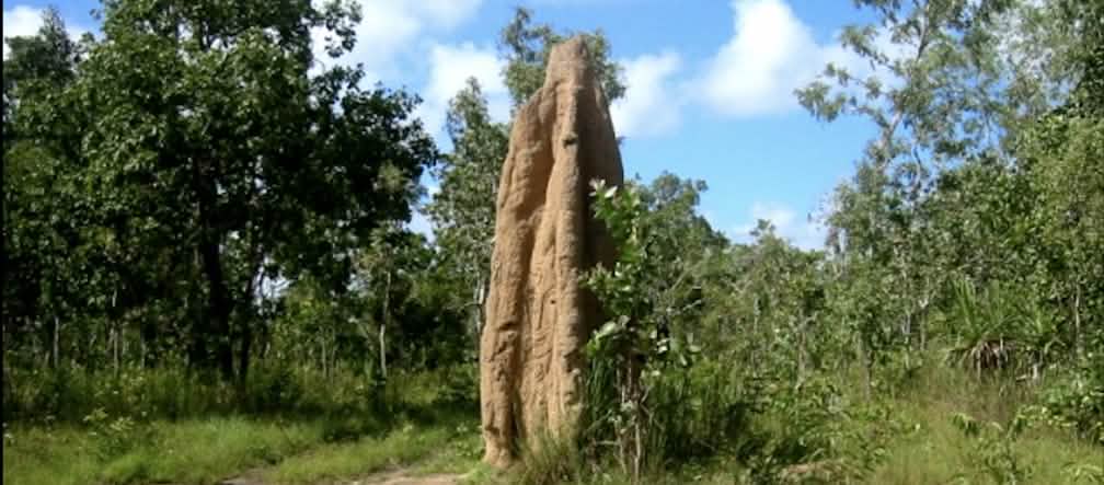 Cupinzeiro no Parque Nacional Wasur Cupinzeiro