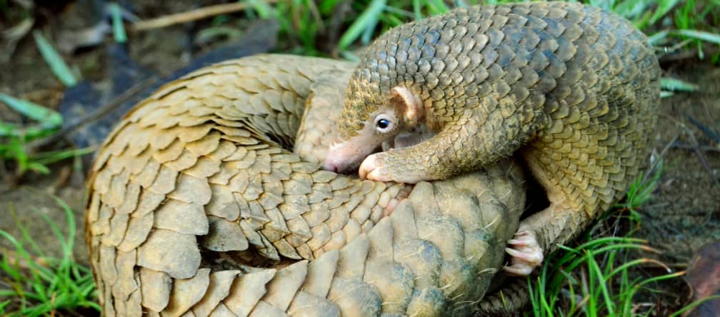 Pangolins são caçados embora quase estão extintos na Ásia