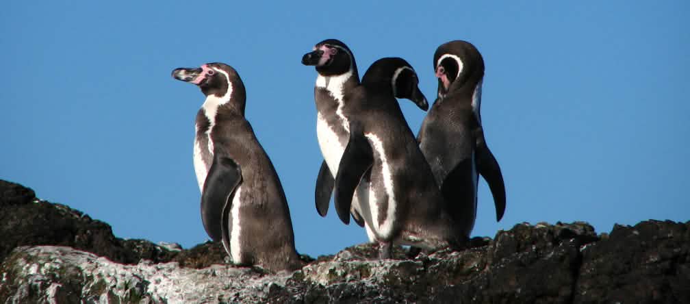 Alguns milhares dos ameaçados pingüins-de-humboldt chocam seus ovos na região marítima de La Higuera - Isla Chañaral, no Chile Pinguins no Chile