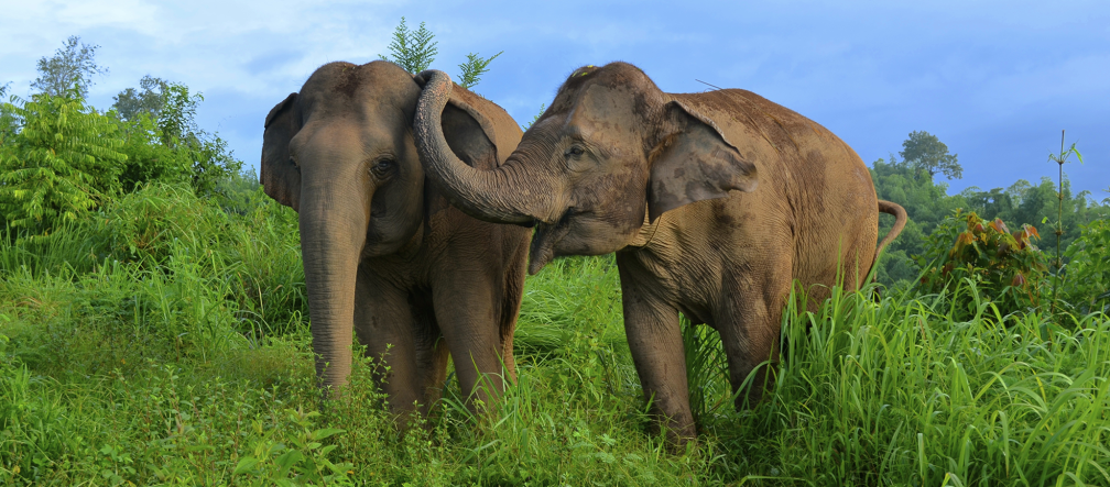 Na Floresta Prey-Lang sobraram apenas 30 elefantes 2 elefantes na pradaria, um tocando na orelha do outro