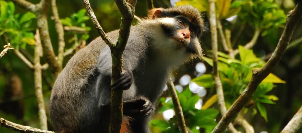 Macaco-de-orelhas vermelhas na Floresta do Ebo em Camarões Macaco-de-orelhas vermelhas na Floresta do Ebo em Camarões