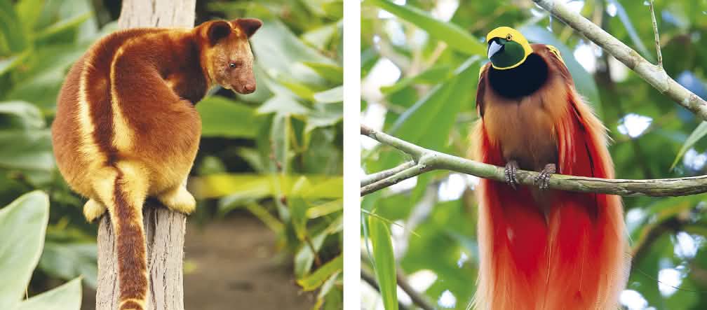 A fauna extraordinária de Papua: Canguru arborícola e ave-do-paraíso Colagem: Biodiversidade em Papua