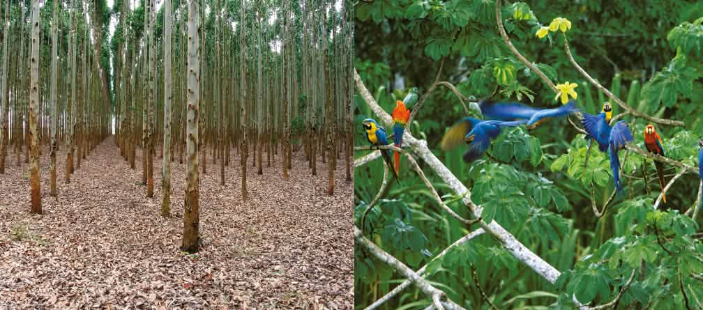 Na opinião das Nações Unidas plantações de árvores sem valor ecológico são florestas
