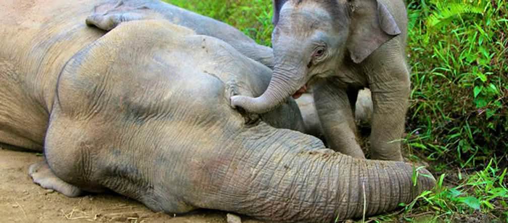 Um filhote de elefante lamenta sua mãe envenenada. Foto: picture alliance / dpa Filhote de elefante tenta, em vão, acordar sua mãe envenenada