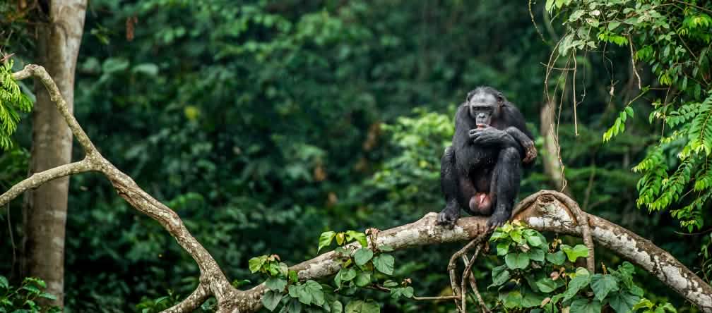 Bonobos só há na República Democrática do Congo! Bonobo em uma árvore no Congo