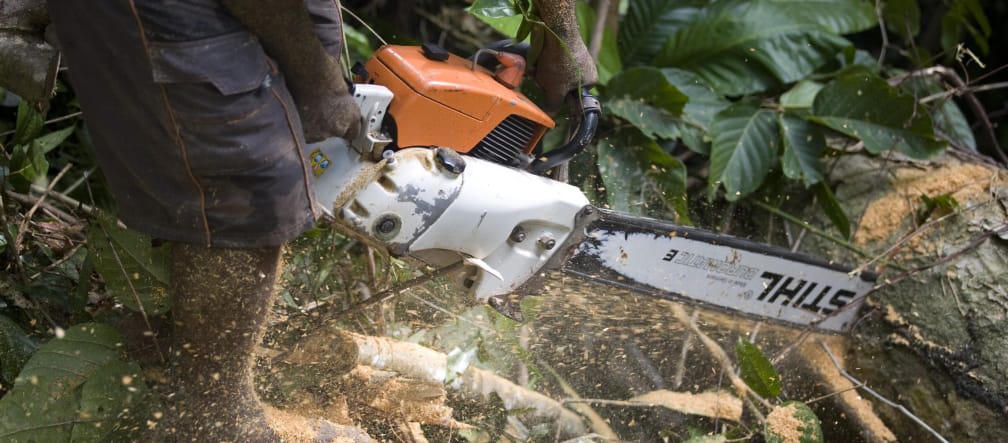 Abate na floresta tropical: lenhadores em todo o mundo usam motosserras da Stihl Lenhador com motosserra da Stihl
