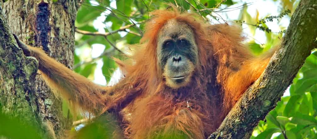 Antiquíssimo, recém-descoberto, logo extinto: o orangotango de Tapanuli Pongo tapanuliensis